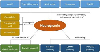 Neurogranin: A Potential Biomarker of Neurological and Mental Diseases
